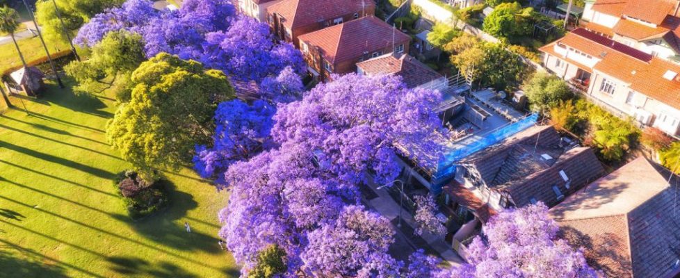 jacaranda