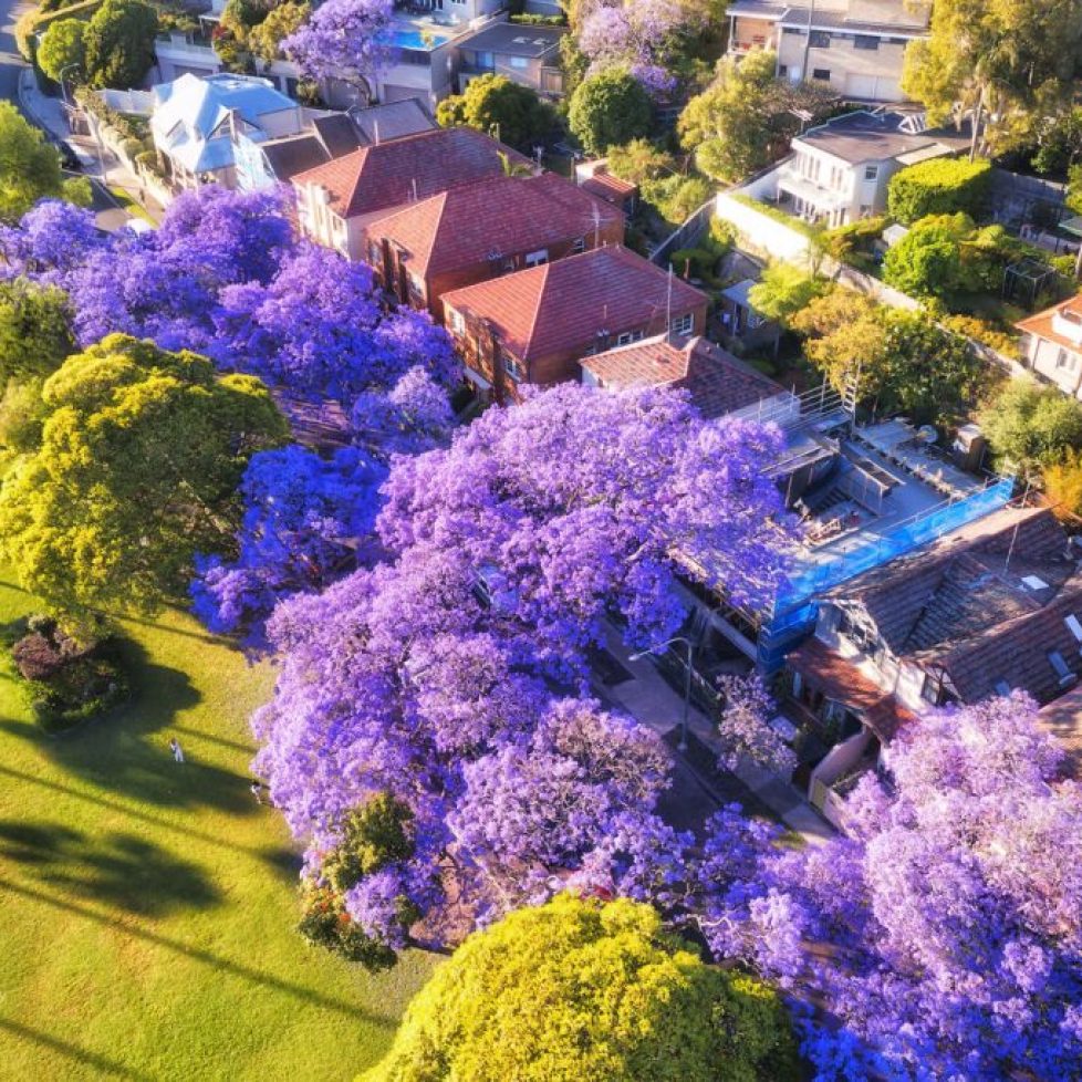 jacaranda