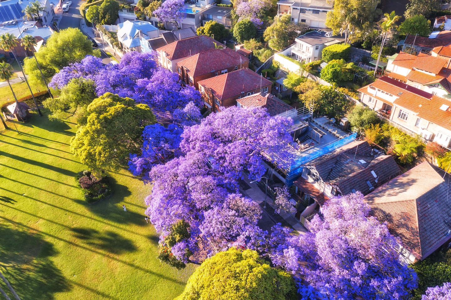 jacaranda