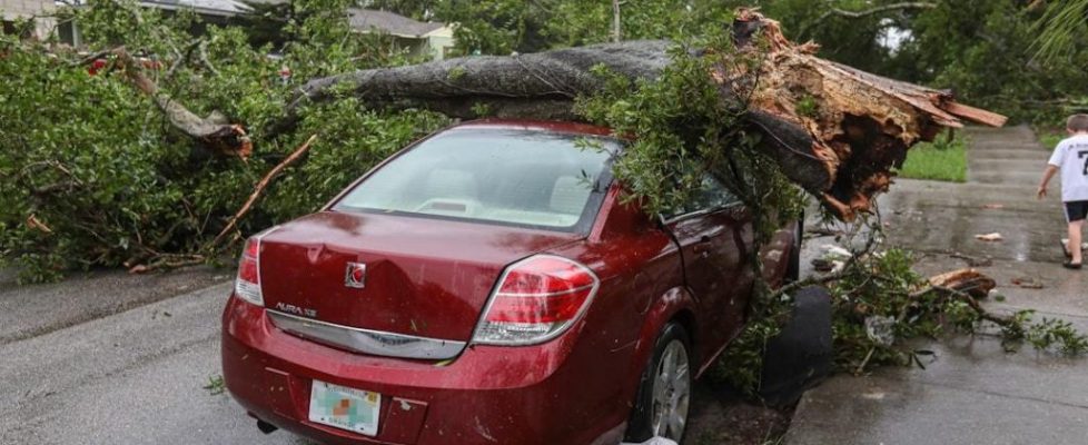 emergency tree service