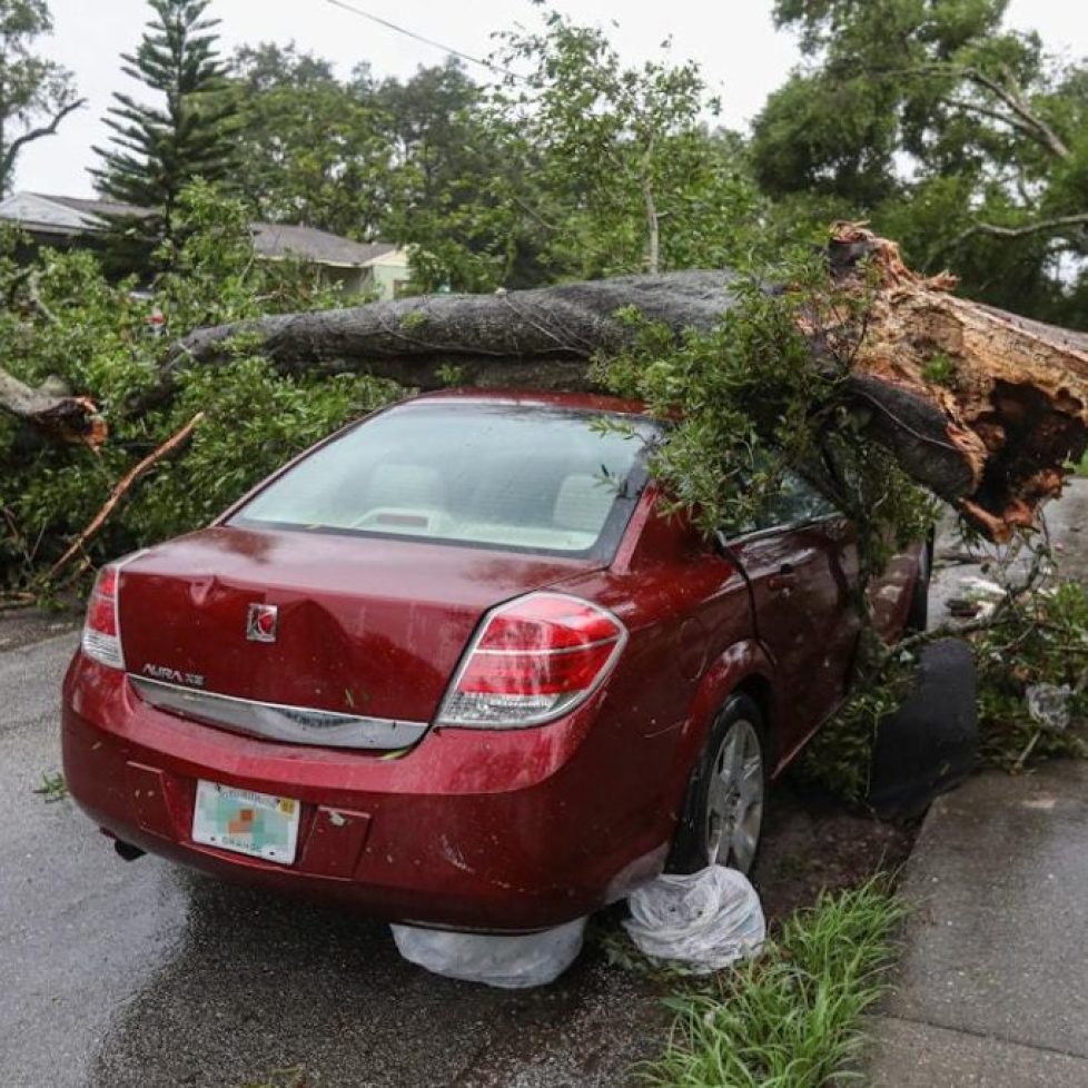 emergency tree service