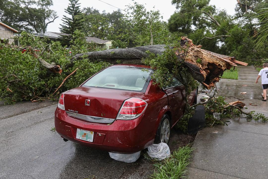 emergency tree service