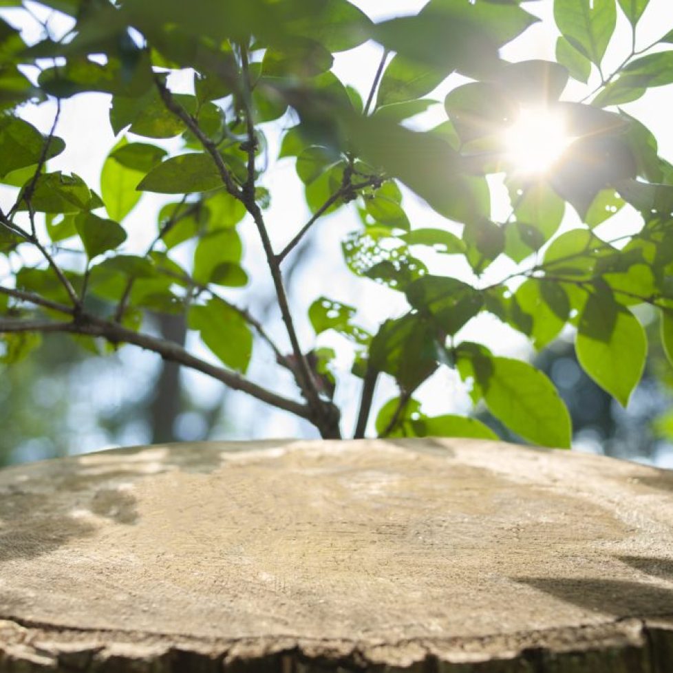 tree root grinding