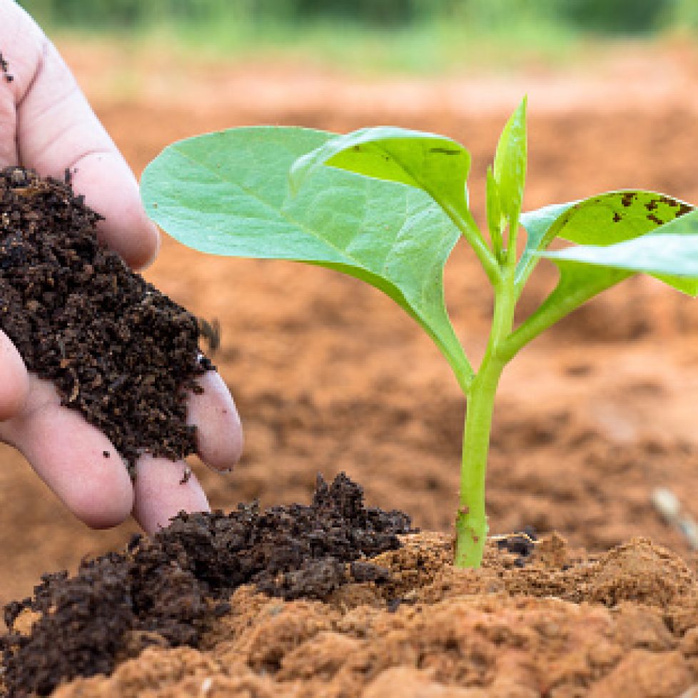 The different types of fertilizer