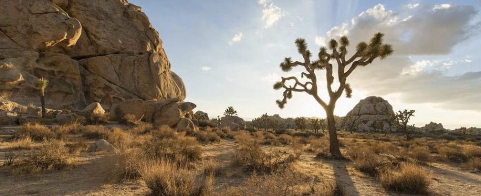 the trees of the mojave desert