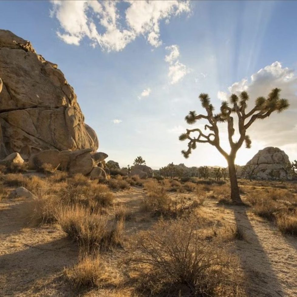 the trees of the mojave desert