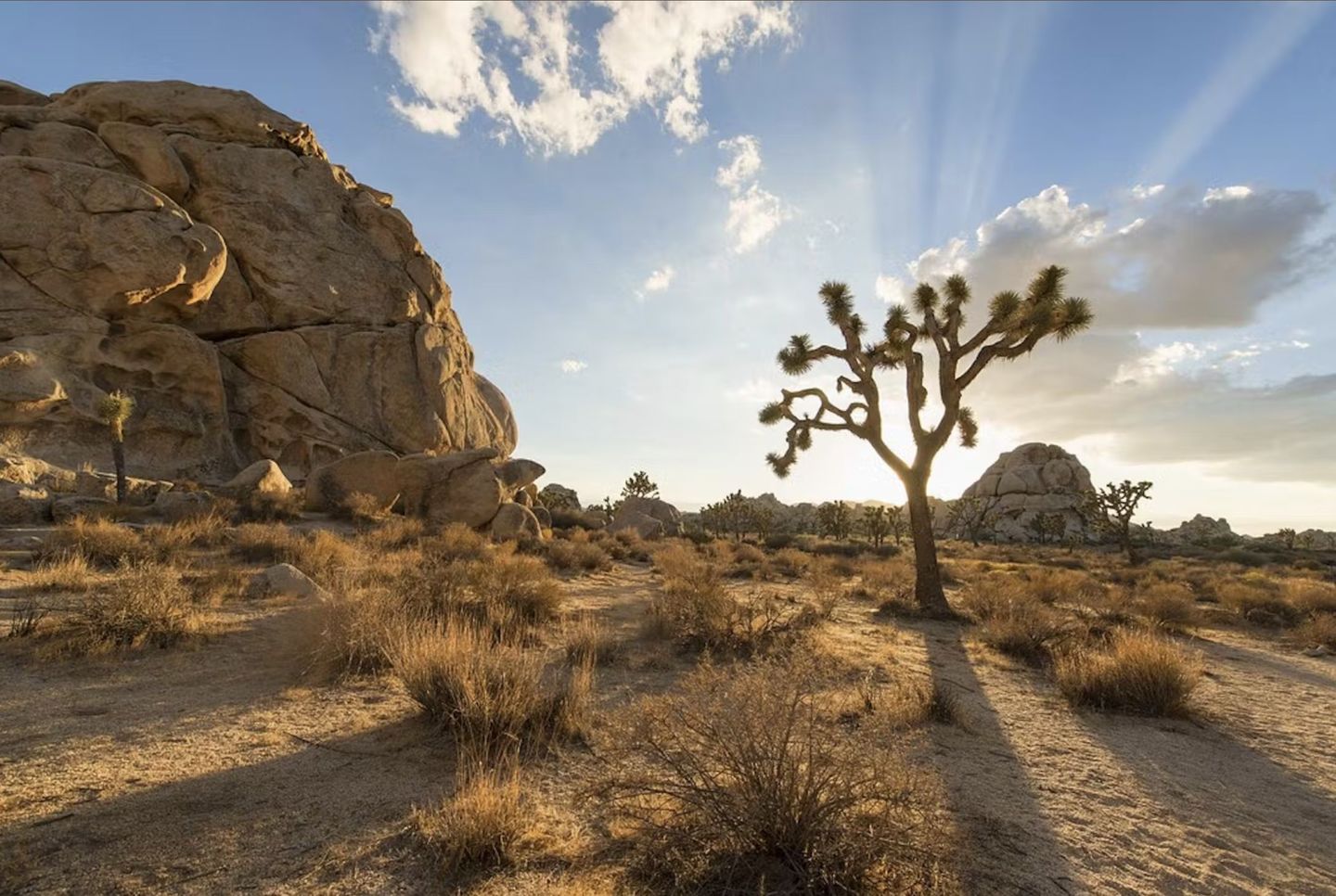 the trees of the mojave desert